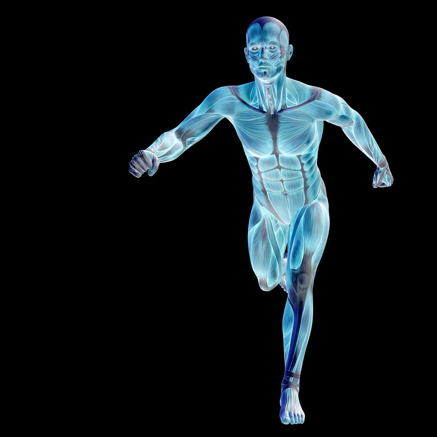3D human or man with muscles for anatomy or sport designs. A mal